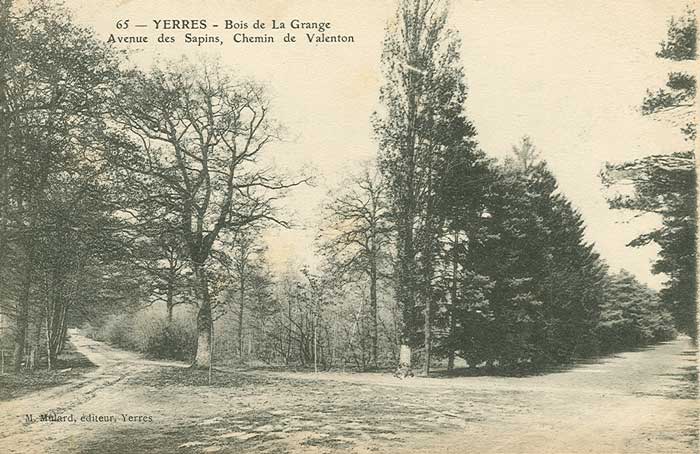 Avenue des Sapins